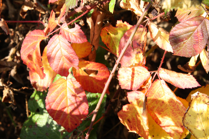 Herbstliches Laub