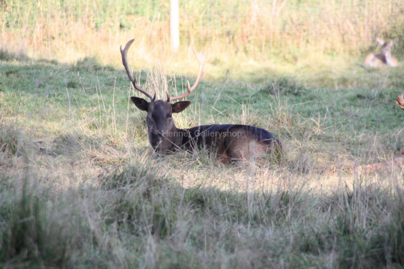 Hirsch