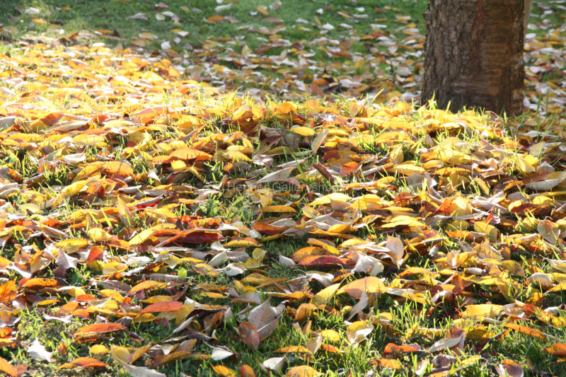 Herbstlaub