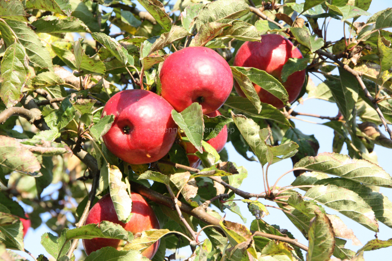 Reife rote Äpfel am Baum