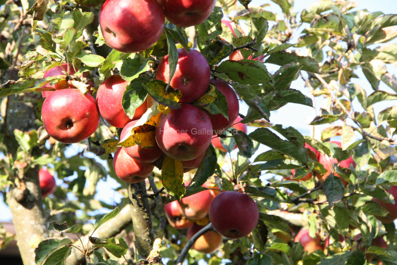 Reife Äpfel am Baum