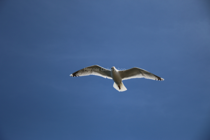 Möve am Himmel