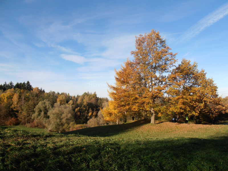 Herbstliche Bäume, Großer Baum mit Herbstlaub