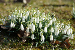 Schneeklöckchen, Blumen