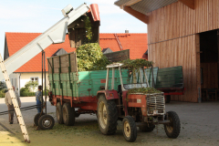 Hopfenverarbeitung auf dem Hof