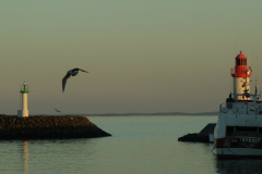 Abendstimmung am Hafen, Leutturm, Möve