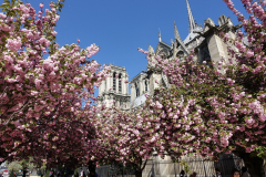 Notre Dame, Paris