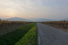 Strasse mit Bergen und Weinfeldern, Elsass