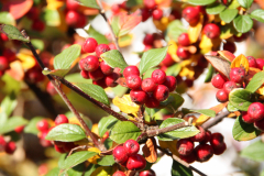 Rote Beeren am Strauch