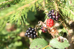 Brombeeren