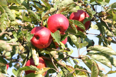 Reife rote Äpfel am Baum