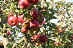 Reife Äpfel am Baum