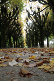 Herbststimmung mit Blättern, Perspektive