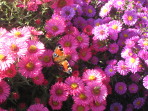 Astern und Schmetterlinge