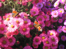 Astern und Schmetterlinge