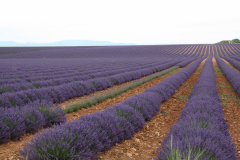 Lavendelfeld Provence