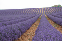 Lavendelfeld Provence