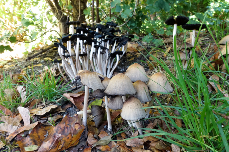 Pilze im Wald