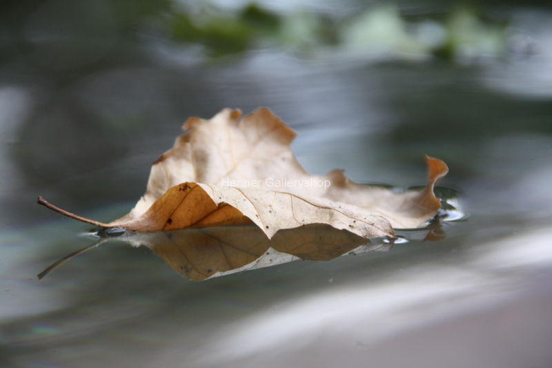 Herbstblatt auf Wasser