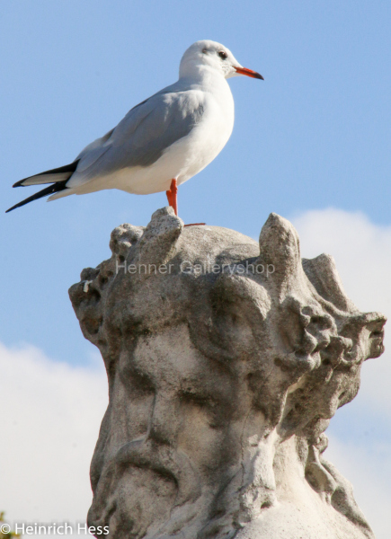 Möve auf Statue