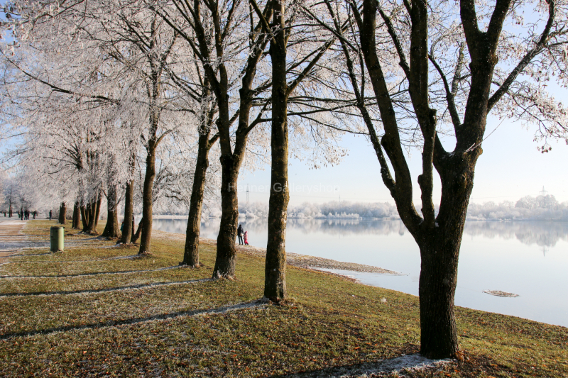 Bäume mit Rauhreif am See