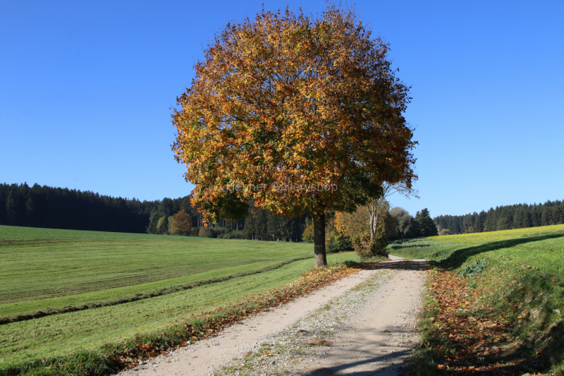 Feldweg im Herbst