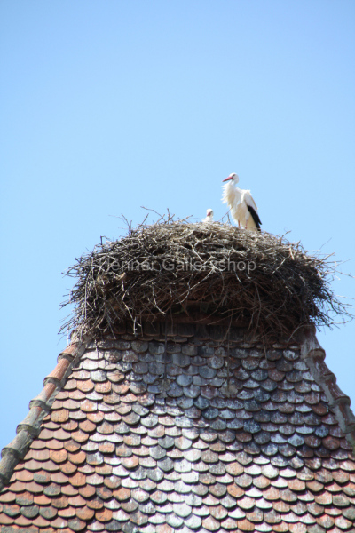 Storchennest