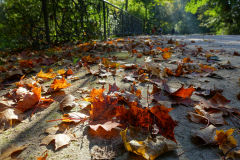 Herbstlaub am Boden im Abendlicht