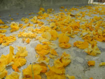 Blütenblätter, gelb