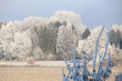 Bäume mit Rauhreif