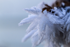 Pflanze mit Rauhreif