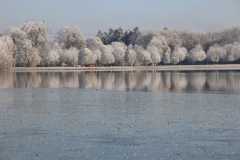 Bäume Rauhreif, Spiegelung