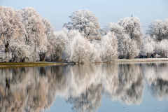 Bäume mit Rauhreif, Spiegelung