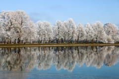 Bäume mit Rauhreif, Spiegelung