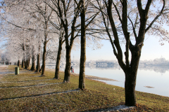 Bäume mit Rauhreif am See