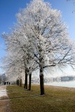 Bäume mit Rauhreif am See