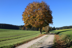 Feldweg im Herbst