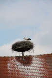 Storchennest