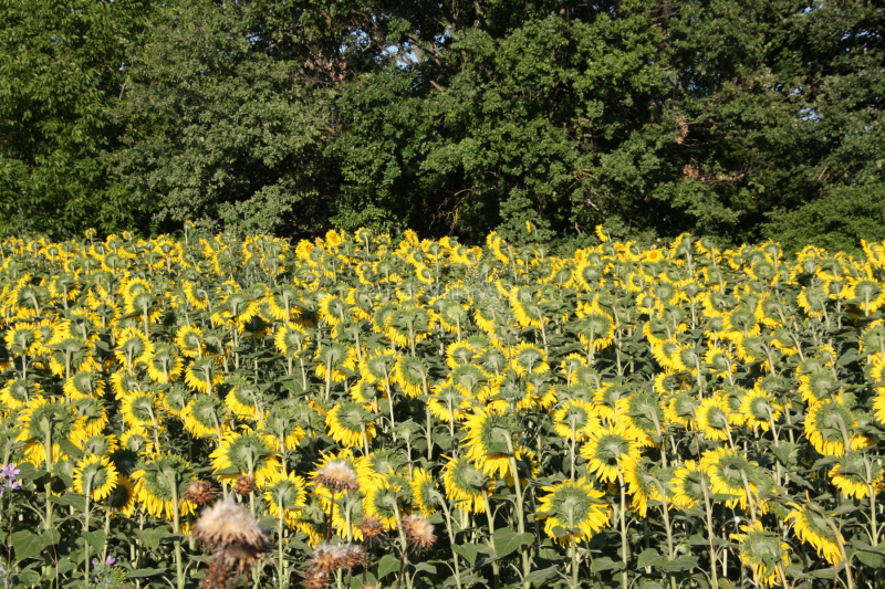 Sonnenblumenfeld